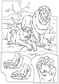 דפי צביעה אריה - דף מס. 40