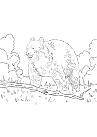 דפי צביעה דובים - דף מס. 33