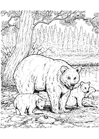 דפי צביעה דובים - דף מס. 45