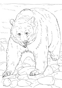 דפי צביעה דובים - דף מס. 81