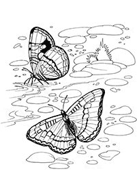 דפי צביעה של פרפרים להדפסה - דף מס. 69