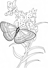 דפי צביעה של פרפרים להדפסה - דף מס. 81