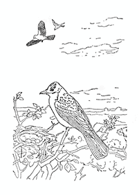 דפי צביעה ציפורים - דף מס. 20