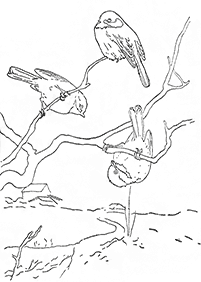 דפי צביעה ציפורים - דף מס. 28